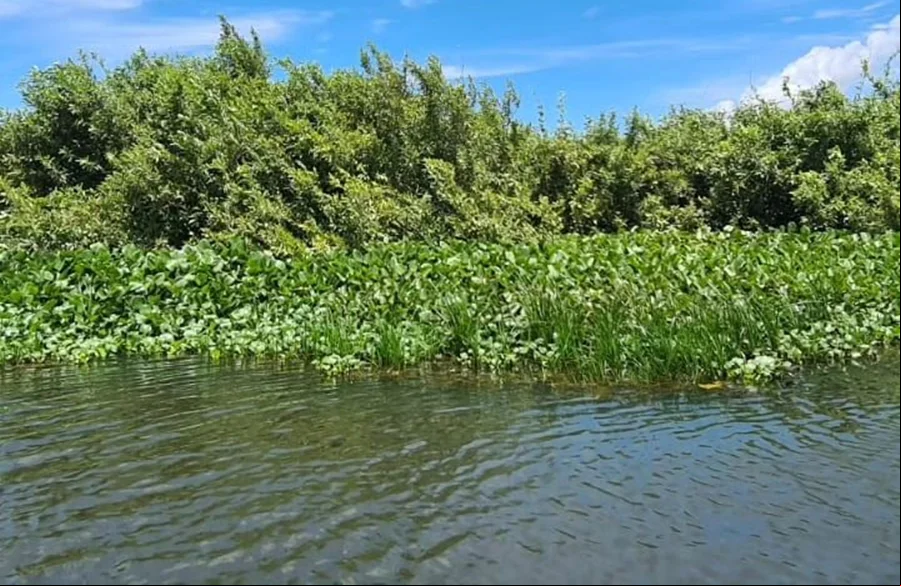As plantas foram encaminhadas para o Herbário da UFDPAR