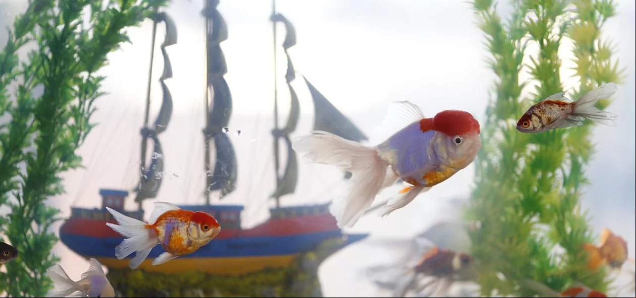 Criação de peixes