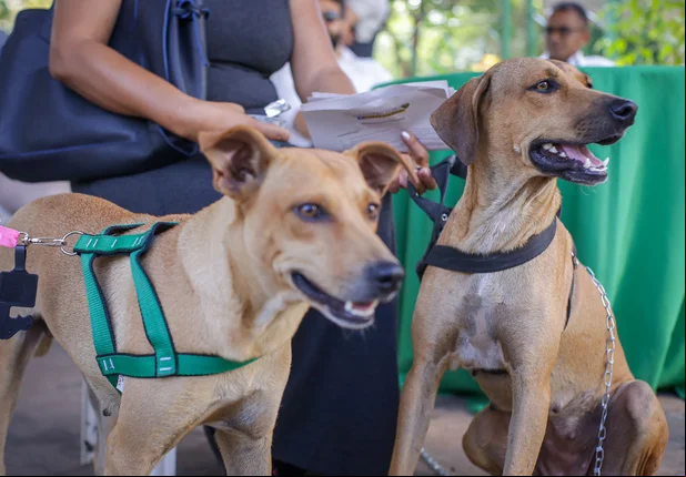 Piauí Pet Castramóvel recebe animais na Avenida Raul Lopes