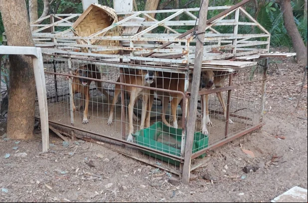 Polícia prende homem por maus tratos a animais em União