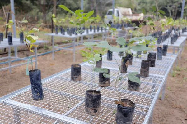 Mudas de plantas